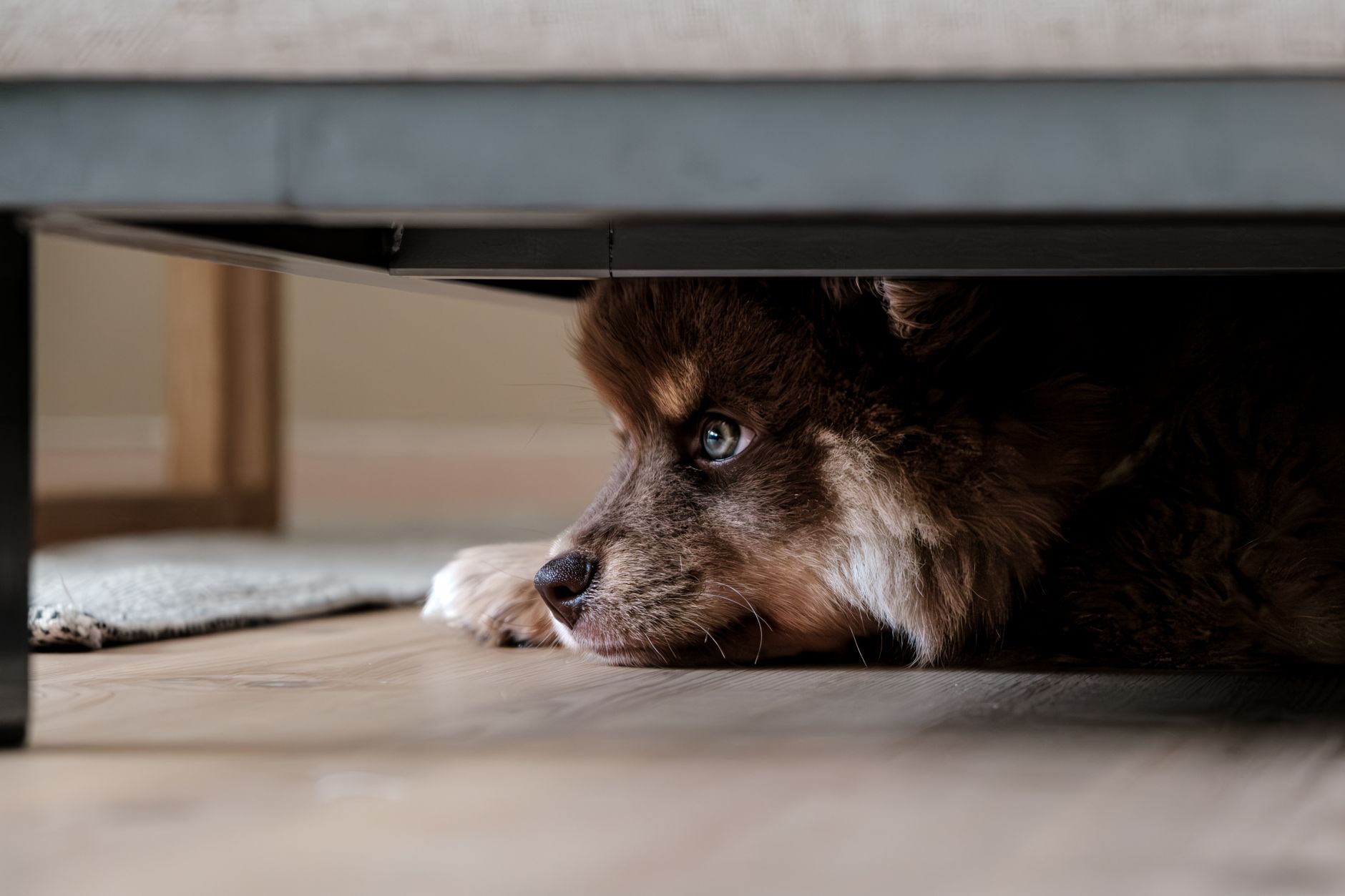 How to Recognize Stress in Dogs: Signs, Causes, and Ways to Help Your Pet Feel Safe 1 How to Recognize Stress in Dogs: Signs, Causes, and Ways to Help Your Pet Feel Safe