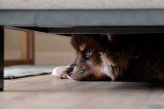 How to Help Dogs Overcome Separation Anxiety and Feel Safe Alone