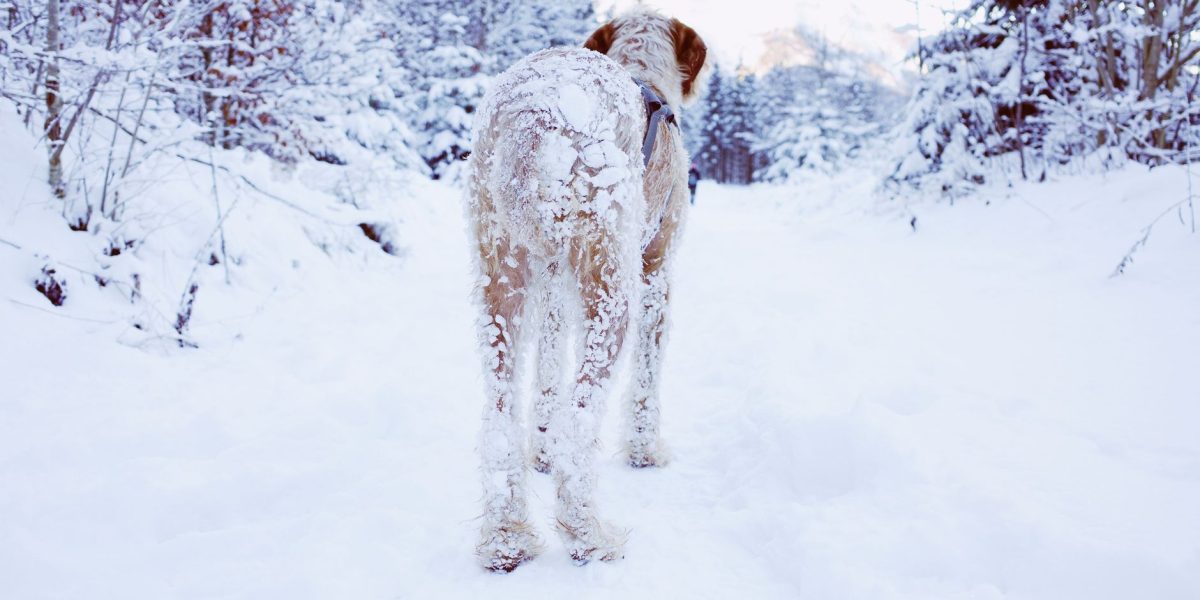 How Cold Is Too Cold for Dogs?