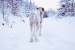 How Cold Is Too Cold for Dogs?