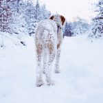 How Cold Is Too Cold for Dogs?