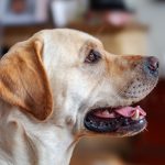 Choosing the Best Dog for Your Lifestyle: Why the Right Match Matters More Than the “Best” Breed 2 Choosing the Best Dog for Your Lifestyle: Why the Right Match Matters More Than the “Best” Breed