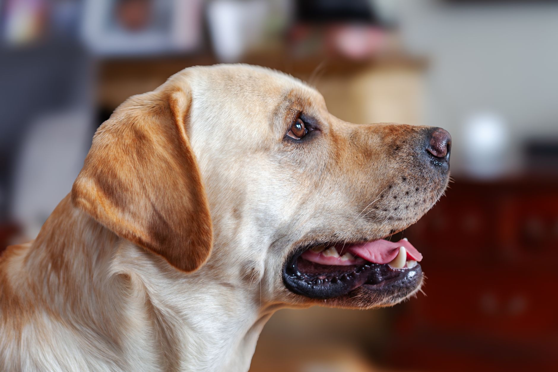 Choosing the Best Dog for Your Lifestyle: Why the Right Match Matters More Than the “Best” Breed 1 Choosing the Best Dog for Your Lifestyle: Why the Right Match Matters More Than the “Best” Breed