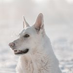 Can Dogs Get Colds? What Cold-Like Symptoms Can Mean