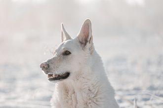 Can Dogs Get Colds? What Cold-Like Symptoms Can Mean