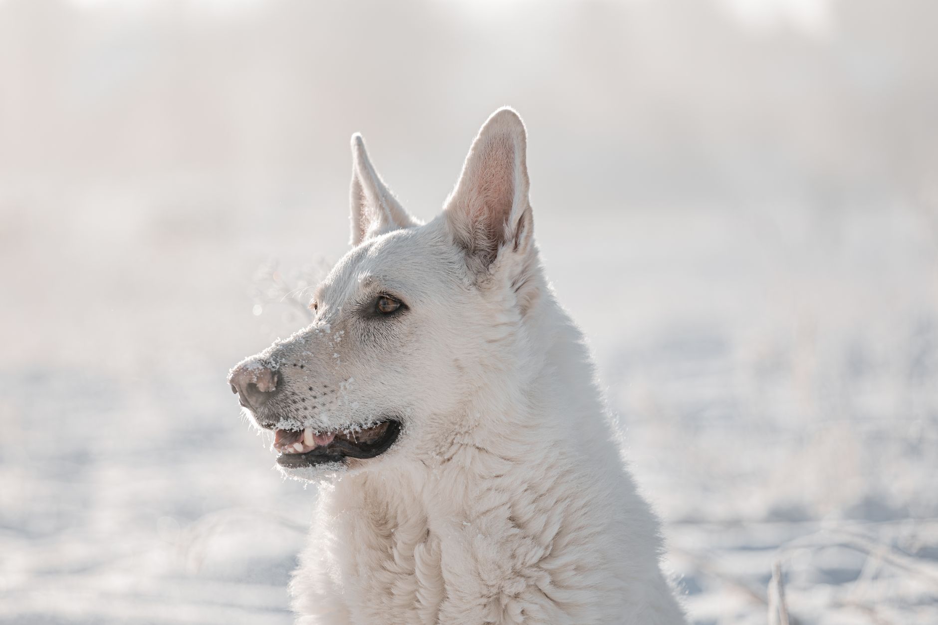 Can Dogs Get Colds? What Cold-Like Symptoms Can Mean 1 Can Dogs Get Colds? What Cold-Like Symptoms Can Mean
