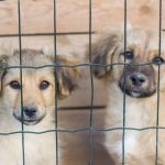 Helping Dogs Overcome Separation Anxiety: A Practical Guide to Building Confidence and Independence 3 Helping Dogs Overcome Separation Anxiety: A Practical Guide to Building Confidence and Independence