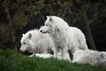 The Evolution of Dogs: How Wolves Became Humanity’s Oldest Animal Companion 9 The Evolution of Dogs: How Wolves Became Humanity’s Oldest Animal Companion