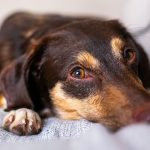 How to Help an Anxious Dog: Find the Trigger Before Trying to Calm the Symptoms 2 How to Help an Anxious Dog: Find the Trigger Before Trying to Calm the Symptoms