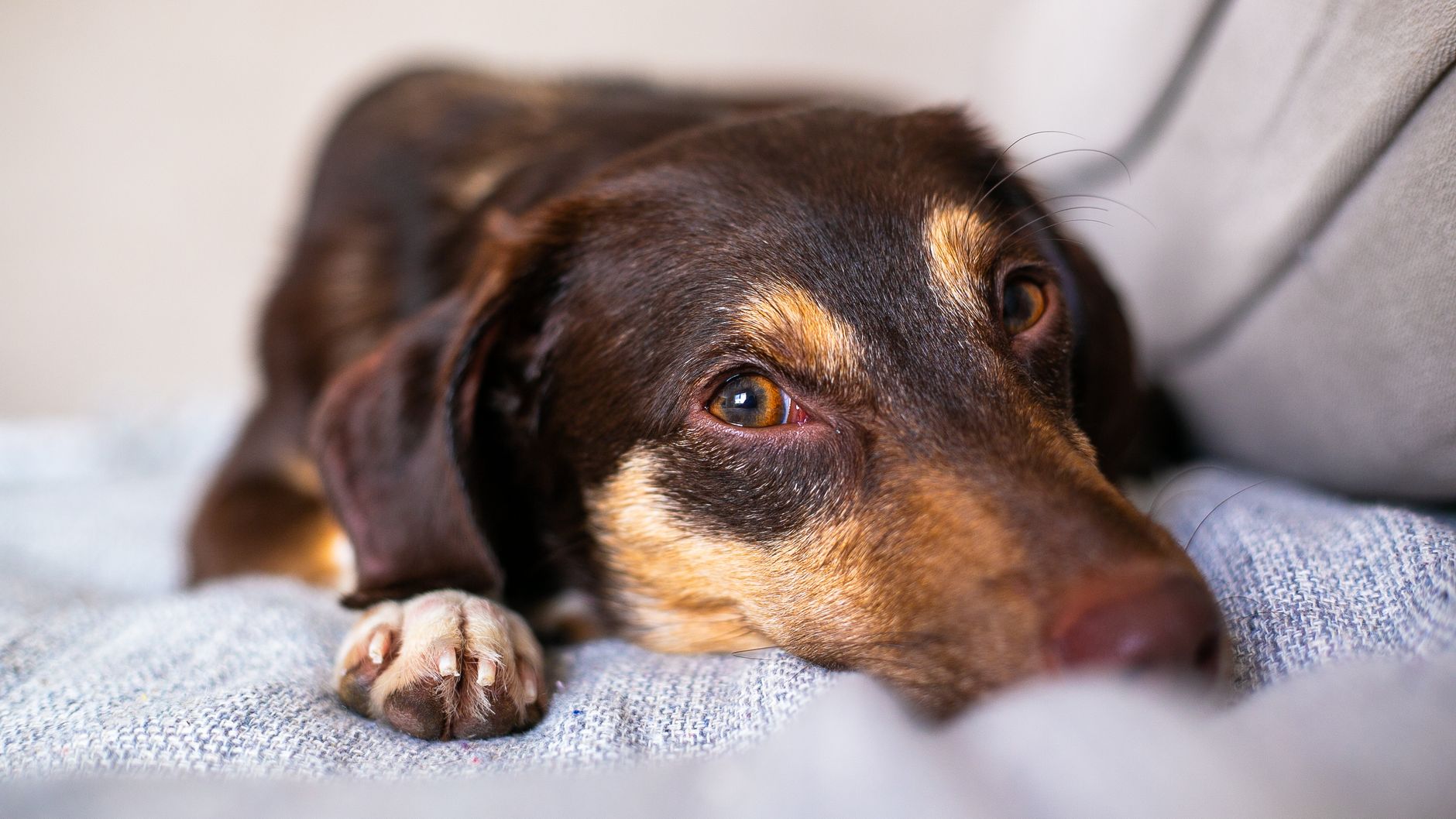 How to Help an Anxious Dog: Find the Trigger Before Trying to Calm the Symptoms