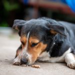 How to Encourage a Sick Dog to Eat: Understanding Appetite Loss and Safe Feeding Strategies 2 How to Encourage a Sick Dog to Eat: Understanding Appetite Loss and Safe Feeding Strategies