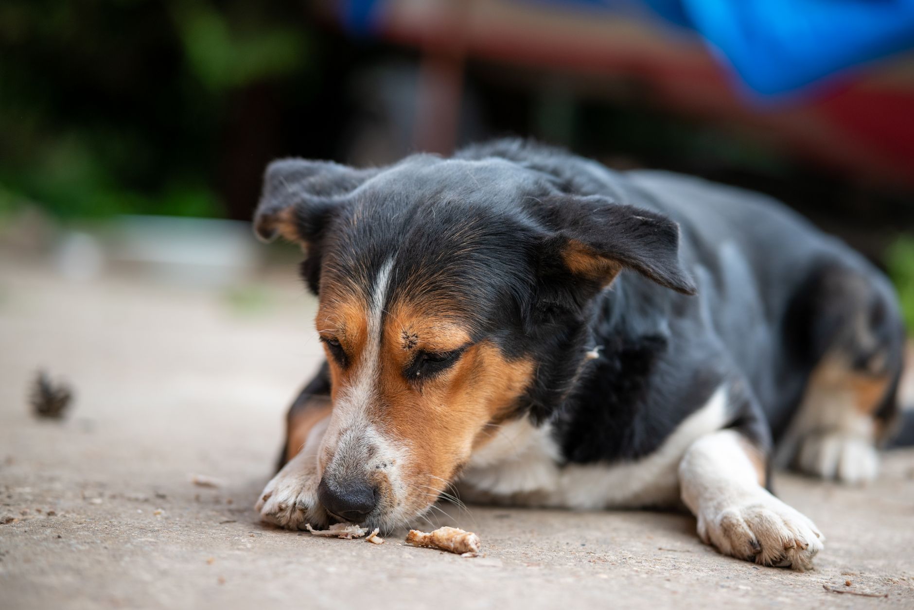 Could Your Dog Have Been Poisoned? The Warning Signs Every Owner Should Recognize