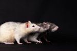 What to Do When a Dog Eats Rat Poison: Immediate Steps and Critical Risks 7 What to Do When a Dog Eats Rat Poison: Immediate Steps and Critical Risks