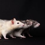 What to Do When a Dog Eats Rat Bait: Immediate Steps, Risks, and Emergency Care 3 What to Do When a Dog Eats Rat Bait: Immediate Steps, Risks, and Emergency Care
