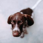 How to Identify a Dog Breed and Choose the Right One 2 How to Identify a Dog Breed and Choose the Right One
