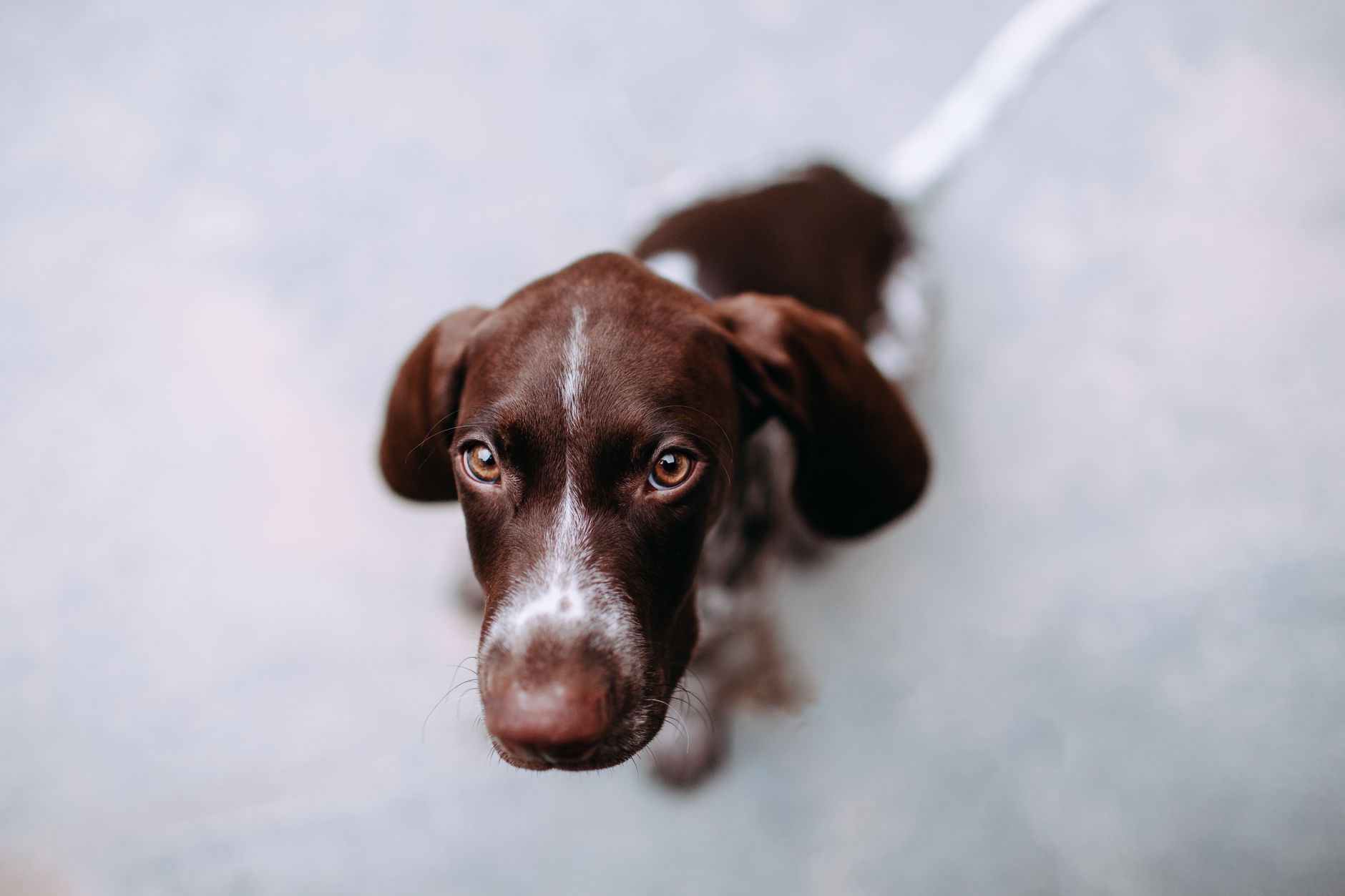 How to Identify a Dog Breed and Choose the Right One 1 How to Identify a Dog Breed and Choose the Right One