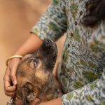 Why Dogs Remain One of the Most Trusted Animal Companions 2 Why Dogs Remain One of the Most Trusted Animal Companions
