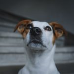 Understanding What Dogs Look Like: A Guide to Canine Appearance, Features, and Diversity