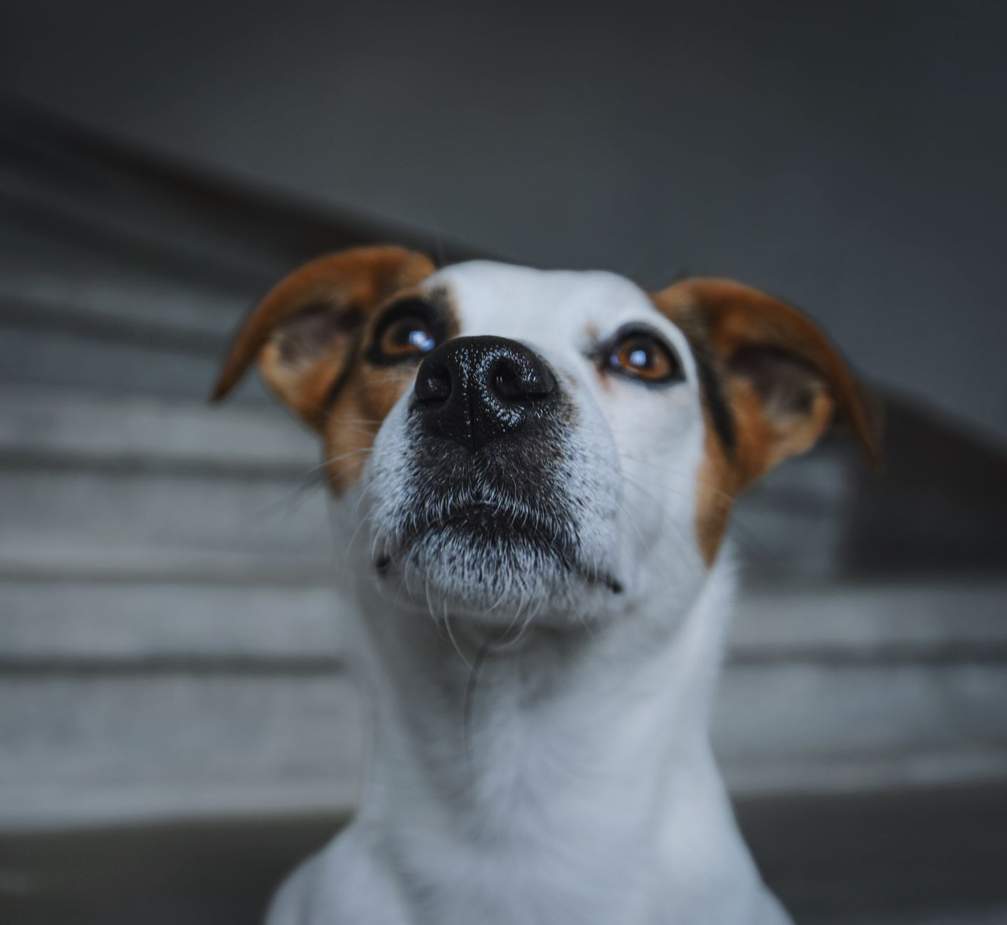 Understanding What Dogs Look Like: A Guide to Canine Appearance, Features, and Diversity 1 Understanding What Dogs Look Like: A Guide to Canine Appearance, Features, and Diversity