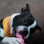Dangerous Foods for Dogs: A Practical Guide to What Can Harm Your Pet