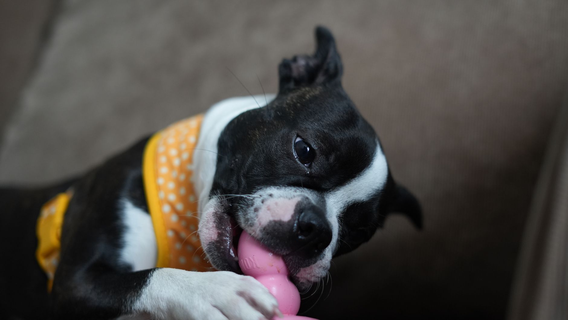Dangerous Foods for Dogs: A Practical Guide to What Can Harm Your Pet