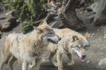 Did Dogs Come From Wolves? The Evolutionary Story Is More Complicated Than It Sounds 7 Did Dogs Come From Wolves? The Evolutionary Story Is More Complicated Than It Sounds