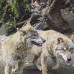 Did Dogs Come From Wolves? The Evolutionary Story Is More Complicated Than It Sounds 3 Did Dogs Come From Wolves? The Evolutionary Story Is More Complicated Than It Sounds