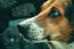 When Your Dog Has a Cold: Understanding Symptoms, Recovery Time, and When to Seek Help