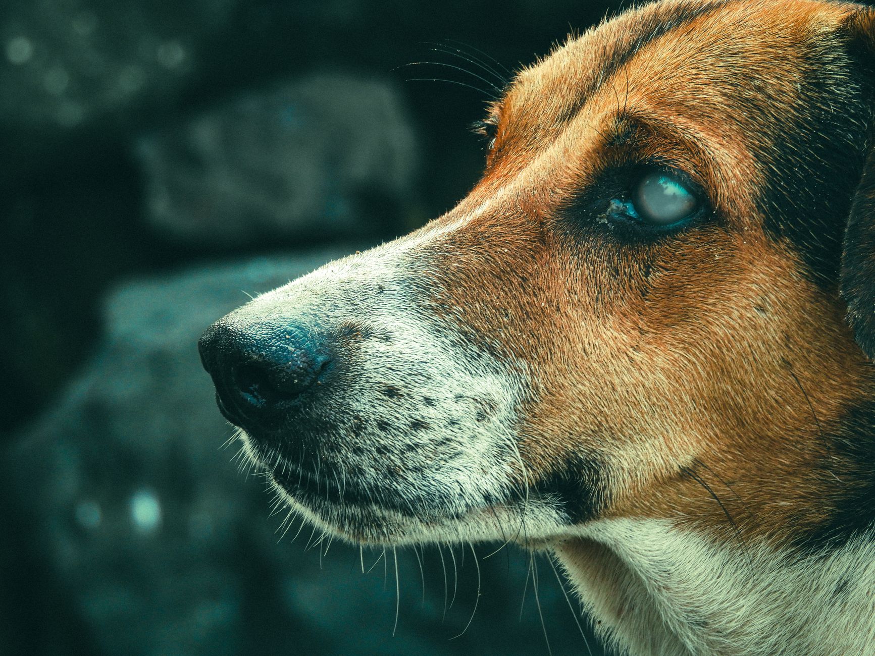 When Your Dog Has a Cold: Understanding Symptoms, Recovery Time, and When to Seek Help