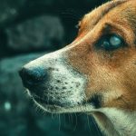 How to Help a Dog With Anxiety: Practical Steps, Limits, and When to Get Professional Help 2 How to Help a Dog With Anxiety: Practical Steps, Limits, and When to Get Professional Help