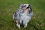 How to Reduce Excessive Dog Barking by Understanding the Cause Behind It 7 How to Reduce Excessive Dog Barking by Understanding the Cause Behind It