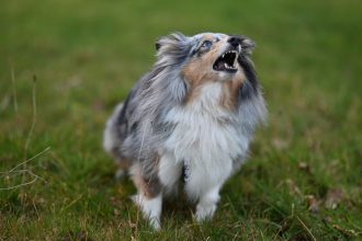 How to Make a Dog Stop Barking: Change What Happens Before the Bark 4 How to Make a Dog Stop Barking: Change What Happens Before the Bark