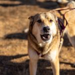 How to Train a Dog to Bark Less: Build a Reliable Off-Switch Instead of Demanding Silence