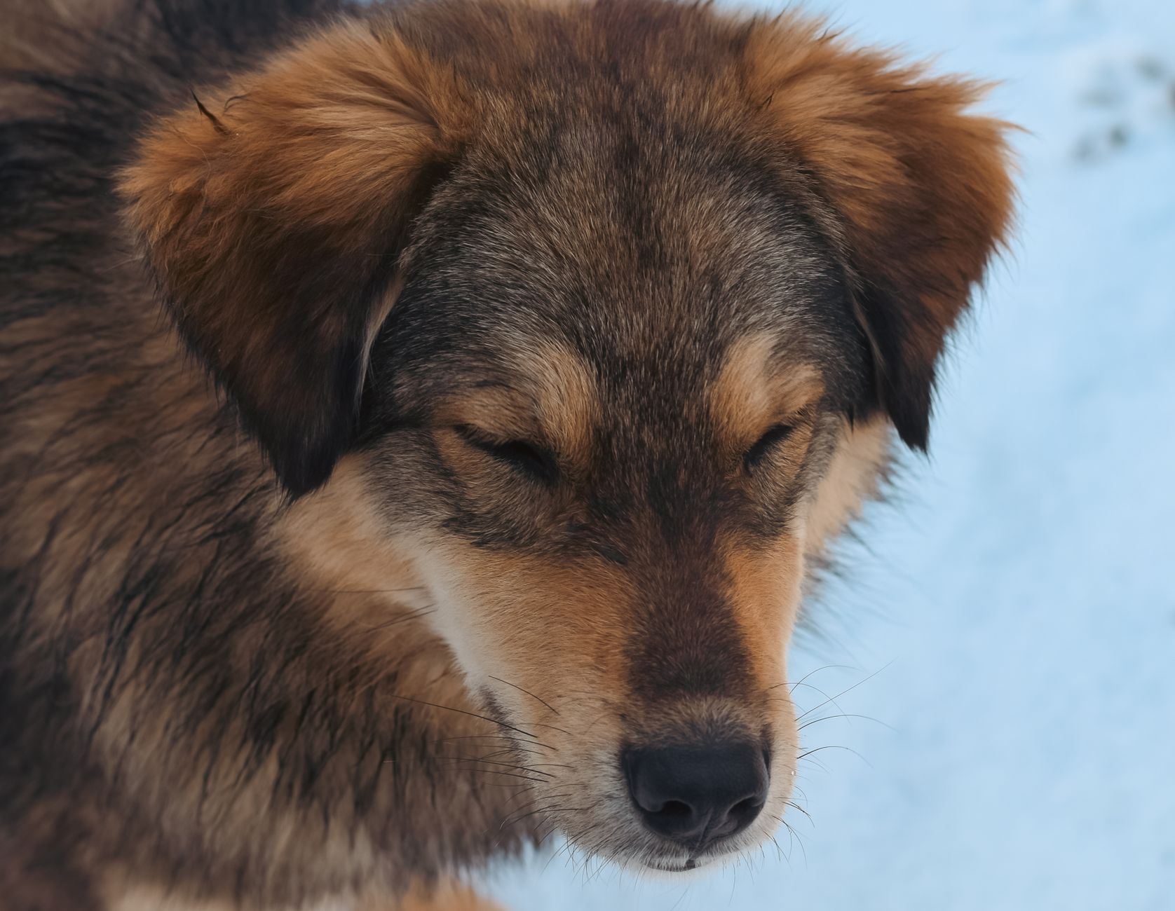 How to Tell If Your Dog Has a Cold or Something More Serious 1 How to Tell If Your Dog Has a Cold or Something More Serious