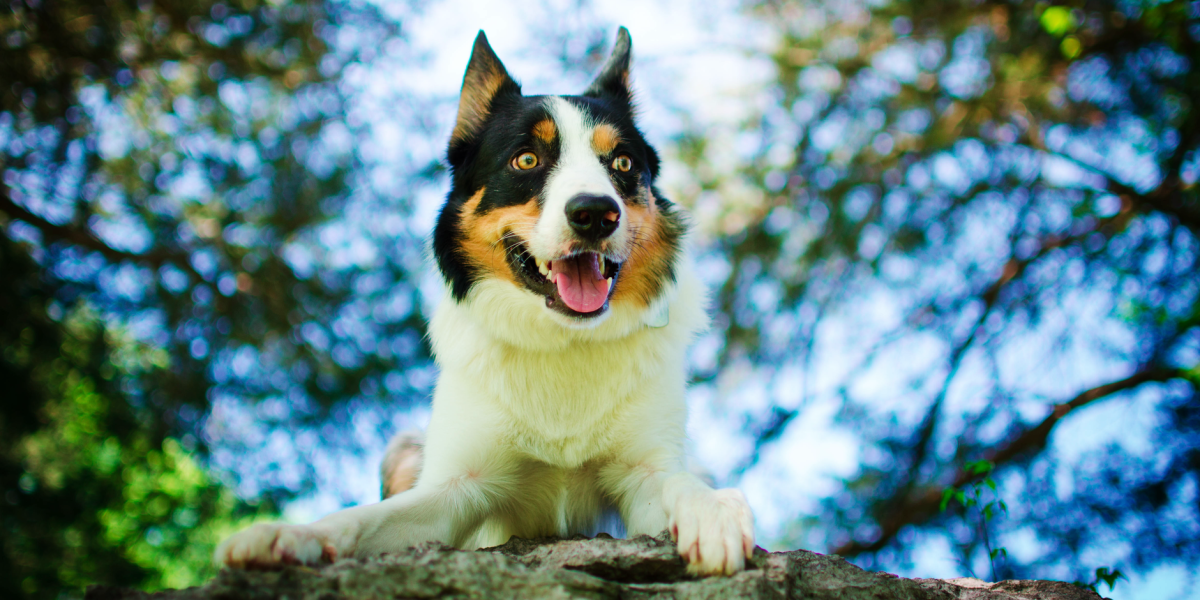 How to Help an Overexcited Dog Calm Down: Practical Strategies That Work