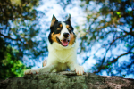How to Help an Overexcited Dog Calm Down: Practical Strategies That Work 8 How to Help an Overexcited Dog Calm Down: Practical Strategies That Work