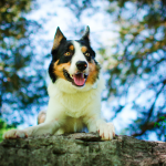 How to Help an Overexcited Dog Calm Down: Practical Strategies That Work