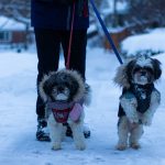 When Your Dog Has Cold-Like Symptoms: What Owners Should Know About Care, Recovery, and When to Seek Help