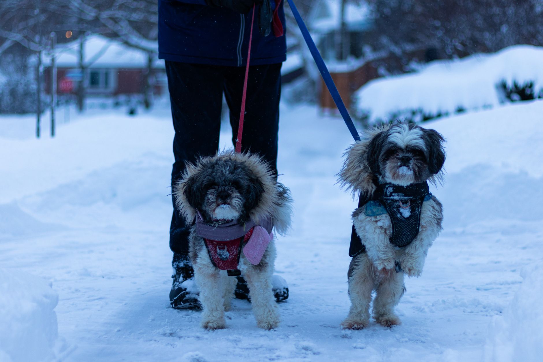 When Your Dog Has Cold-Like Symptoms: What Owners Should Know About Care, Recovery, and When to Seek Help 1 When Your Dog Has Cold-Like Symptoms: What Owners Should Know About Care, Recovery, and When to Seek Help