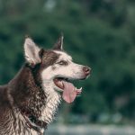 The Wolf Ancestry of Dogs: Tracing the Evolutionary Roots of Every Modern Dog