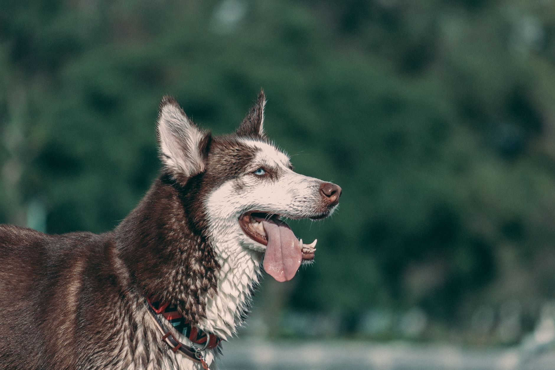 The Wolf Ancestry of Dogs: Tracing the Evolutionary Roots of Every Modern Dog 1 The Wolf Ancestry of Dogs: Tracing the Evolutionary Roots of Every Modern Dog