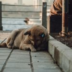 How to Reduce Nighttime Barking and Help Your Dog Sleep More Peacefully