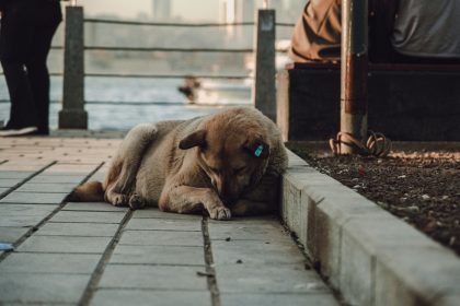 How to Reduce Nighttime Barking and Help Your Dog Sleep More Peacefully