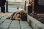 How to Help a Dog Stop Barking at Night and Sleep More Peacefully