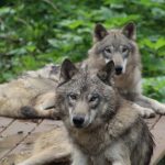 Dogs and Wolves: One Evolutionary Family, Two Distinct Paths