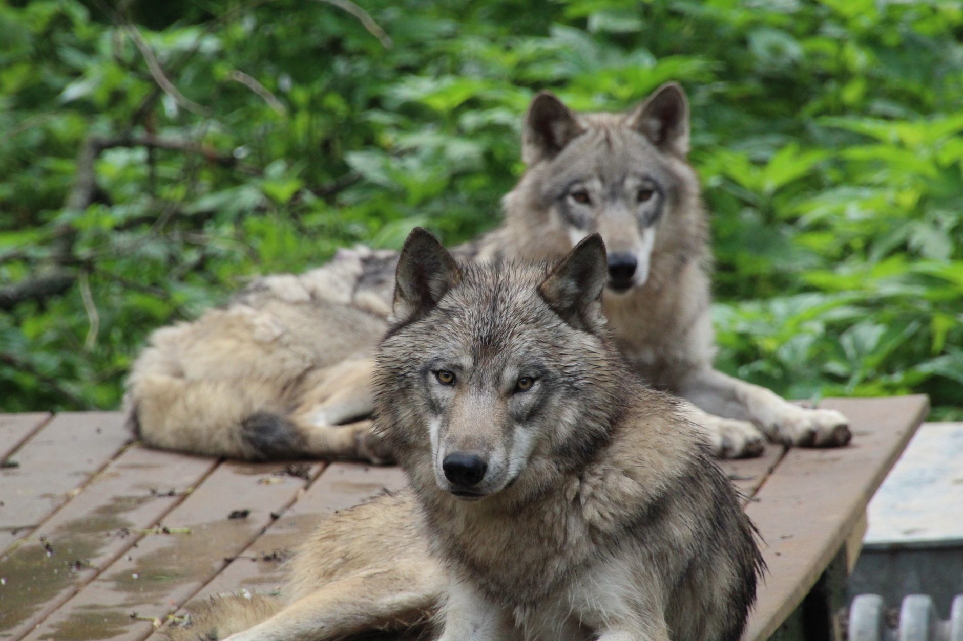 Dogs and Wolves: One Evolutionary Family, Two Distinct Paths
