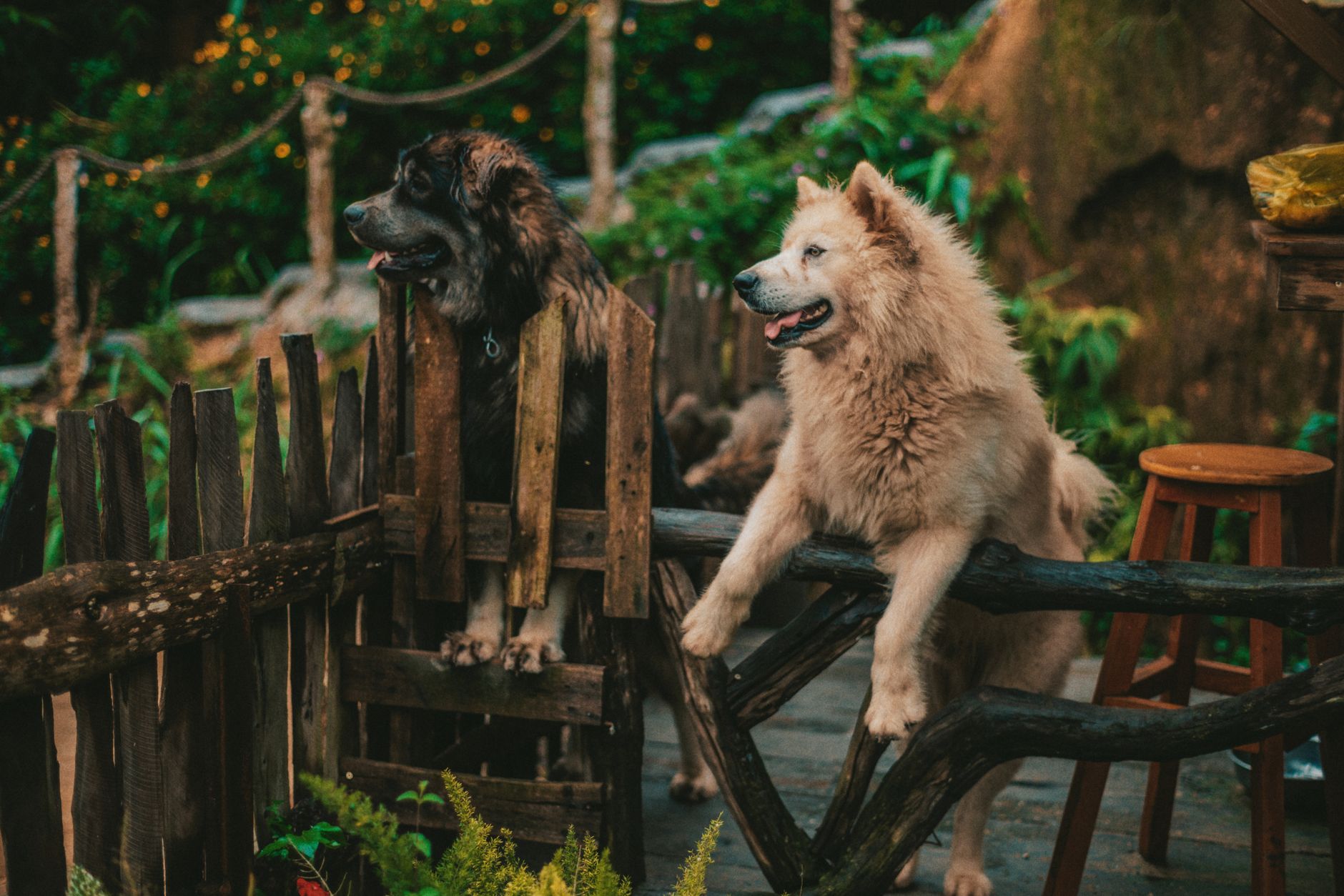 How Dogs Became Our Companions: The Evolution of the Domesticated Dog