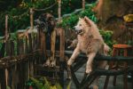 The Complete Approach to Dog Care: Building a Healthier, Happier Life With Your Canine Companion 7 The Complete Approach to Dog Care: Building a Healthier, Happier Life With Your Canine Companion