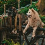 The Complete Approach to Dog Care: Building a Healthier, Happier Life With Your Canine Companion 3 The Complete Approach to Dog Care: Building a Healthier, Happier Life With Your Canine Companion