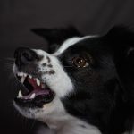 How to Stop a Dog From Barking at Everything: A Trigger-by-Trigger Training Approach 2 How to Stop a Dog From Barking at Everything: A Trigger-by-Trigger Training Approach